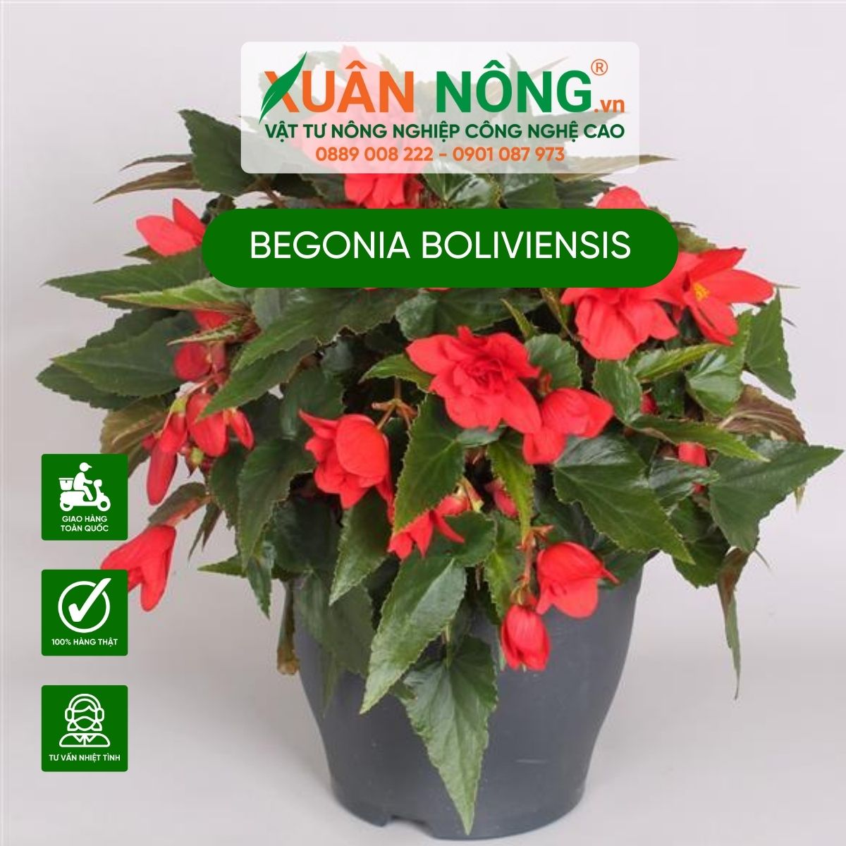 Begonia-boliviensis