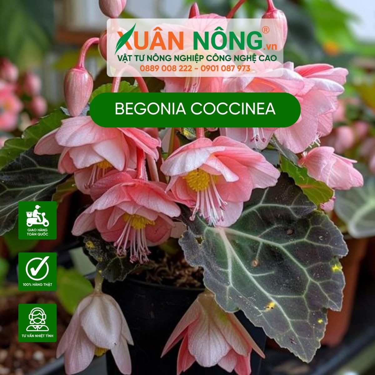 Đặc điểm, cách trồng và chăm sóc cây Begonia coccinea