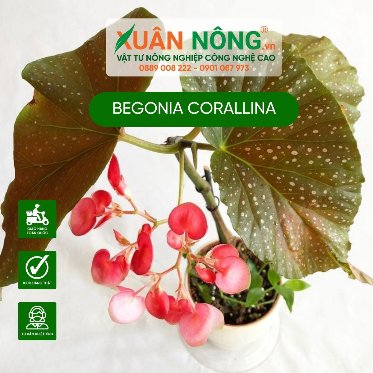 Begonia-corallina-cach-cham-soc