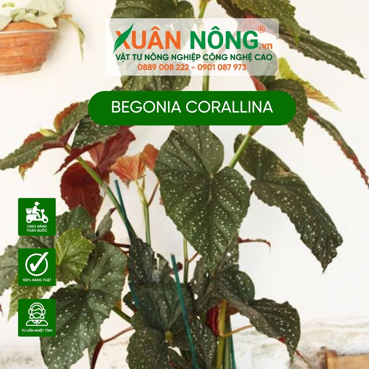 Begonia-corallina