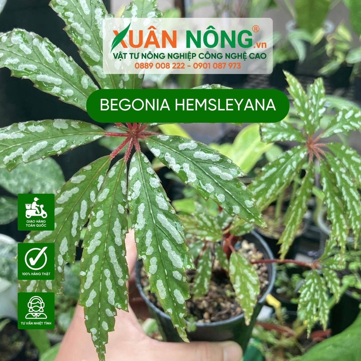 Begonia-hemsleyana