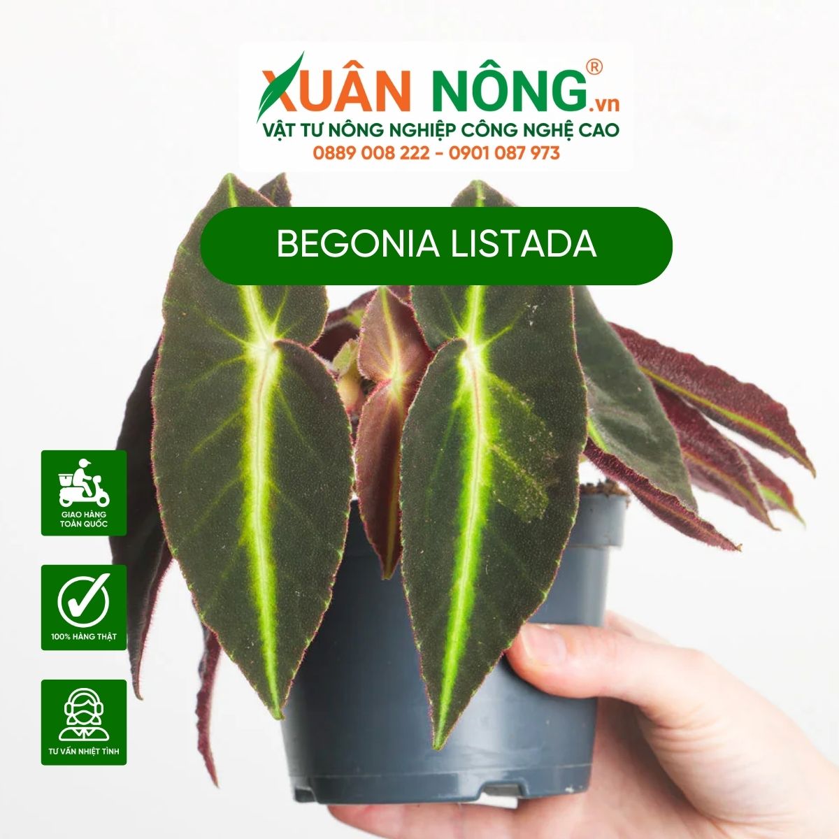 Begonia-listada-3