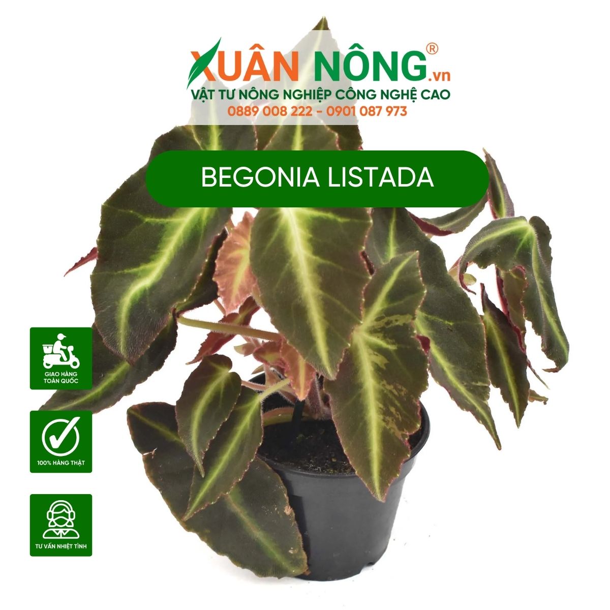 Begonia-listada