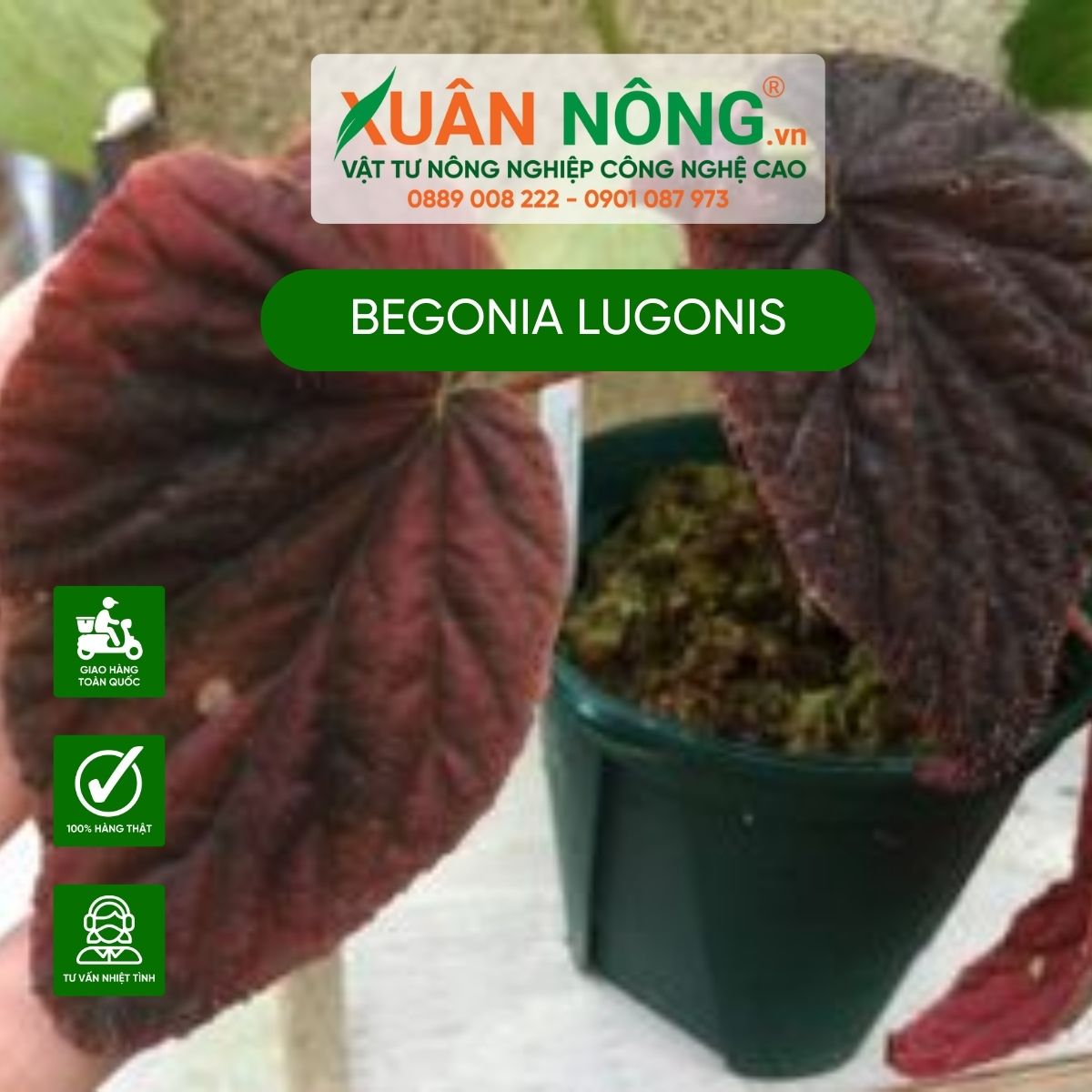 Begonia-lugonis-2