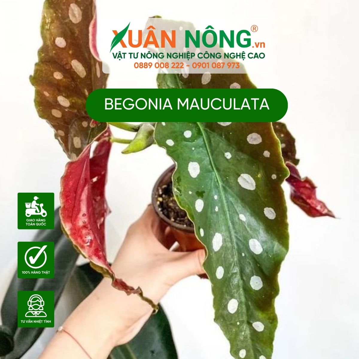 Begonia-mauculata-3