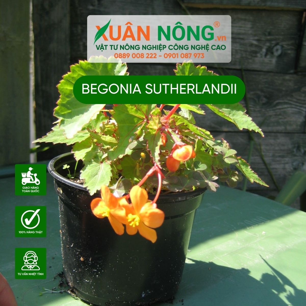 Begonia-sutherlandii-1