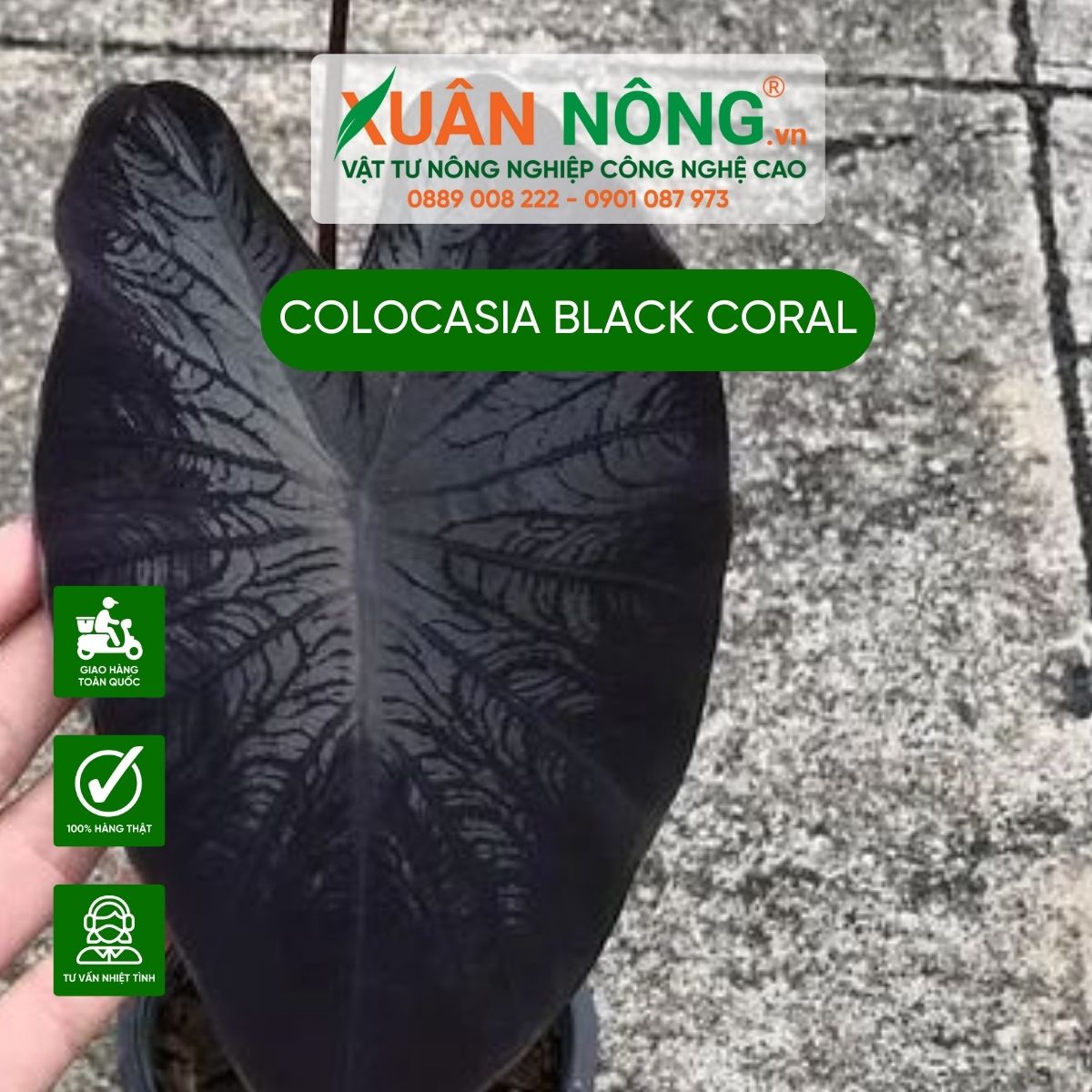 Colocasia-Black-Coral-dac-diem