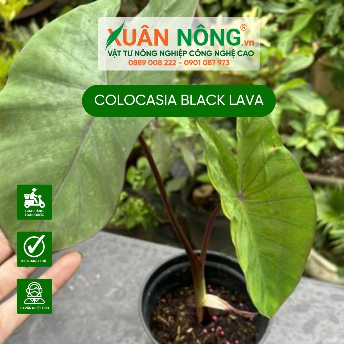 Colocasia-Black-Lava