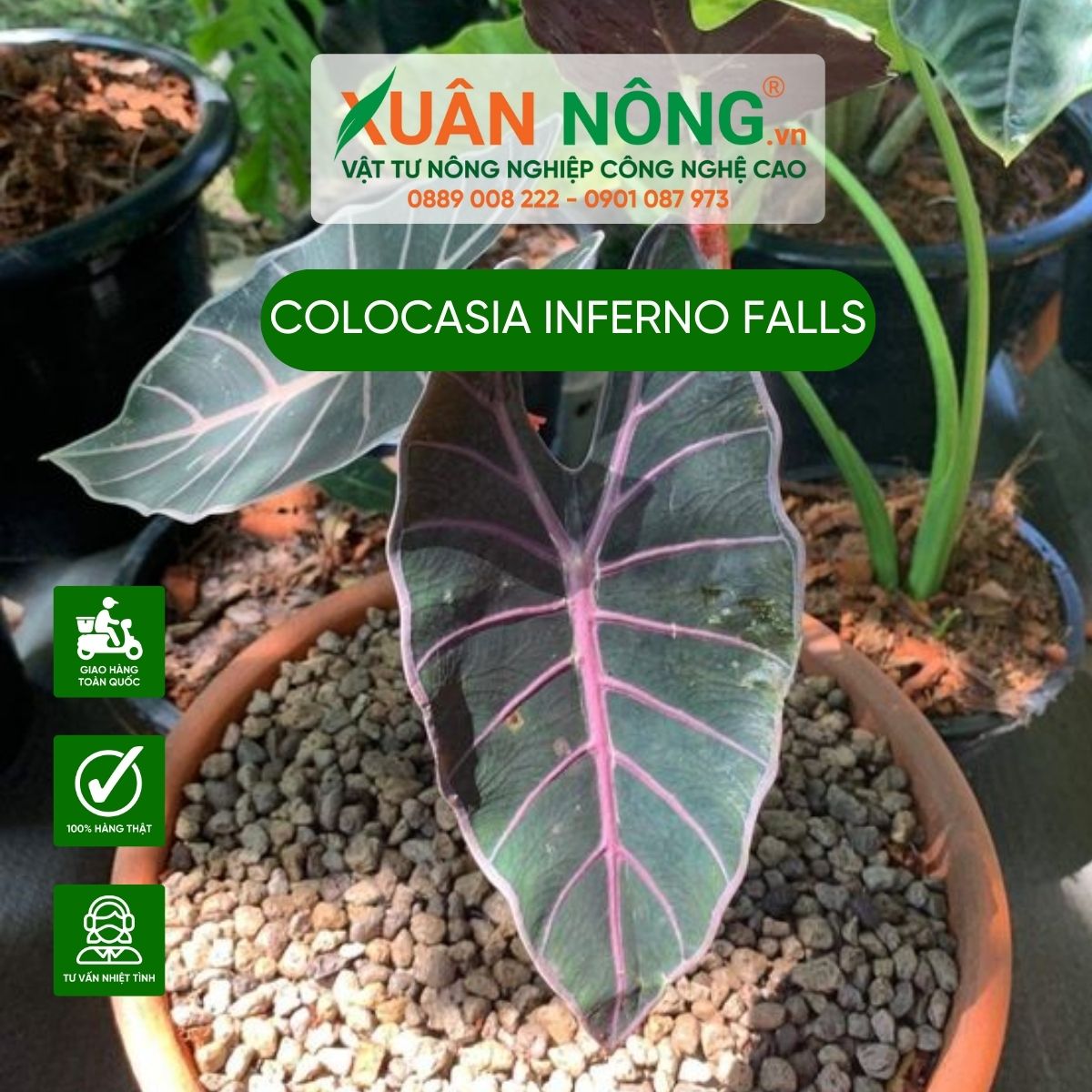 Colocasia-Inferno-falls