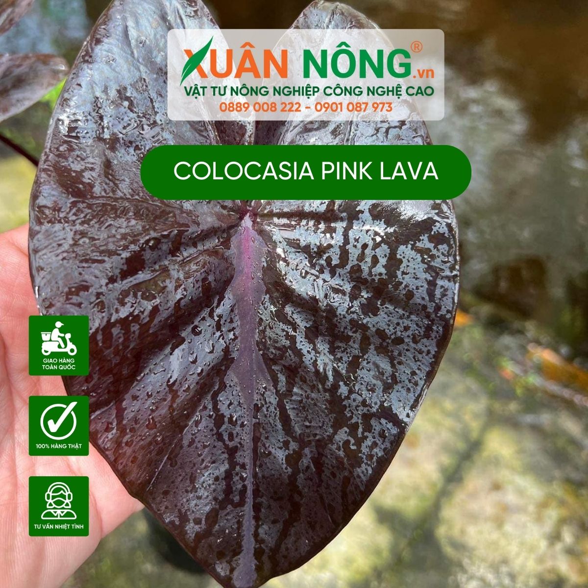 Colocasia-Pink-Lava