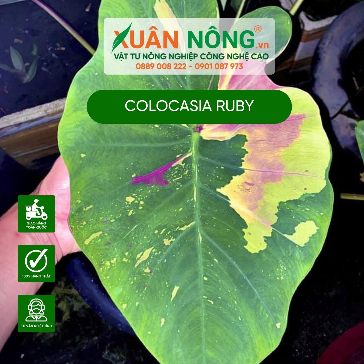 Colocasia-Ruby