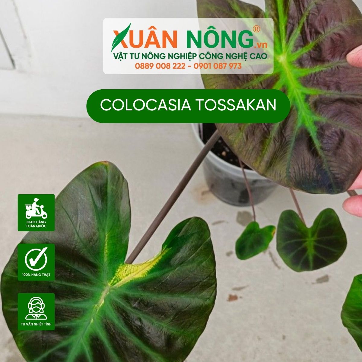 Colocasia-Tossakan