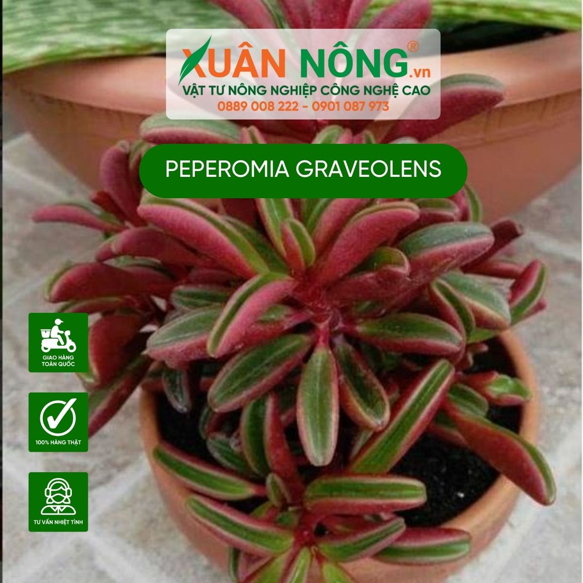 Peperomia-graveolens-1