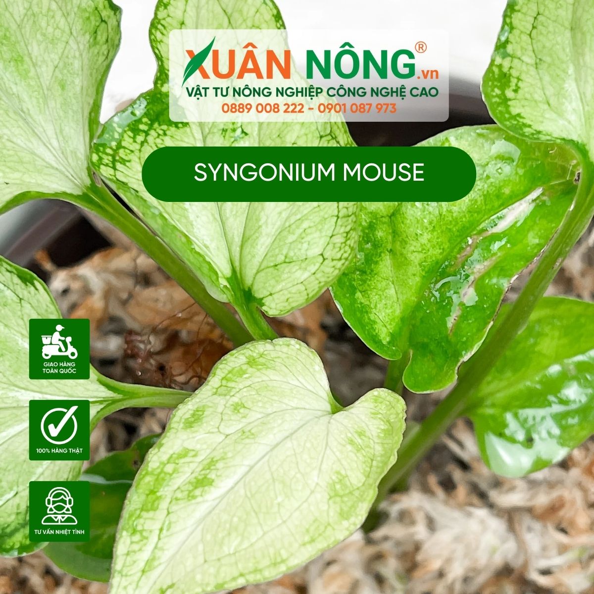 Syngonium-Mouse-1