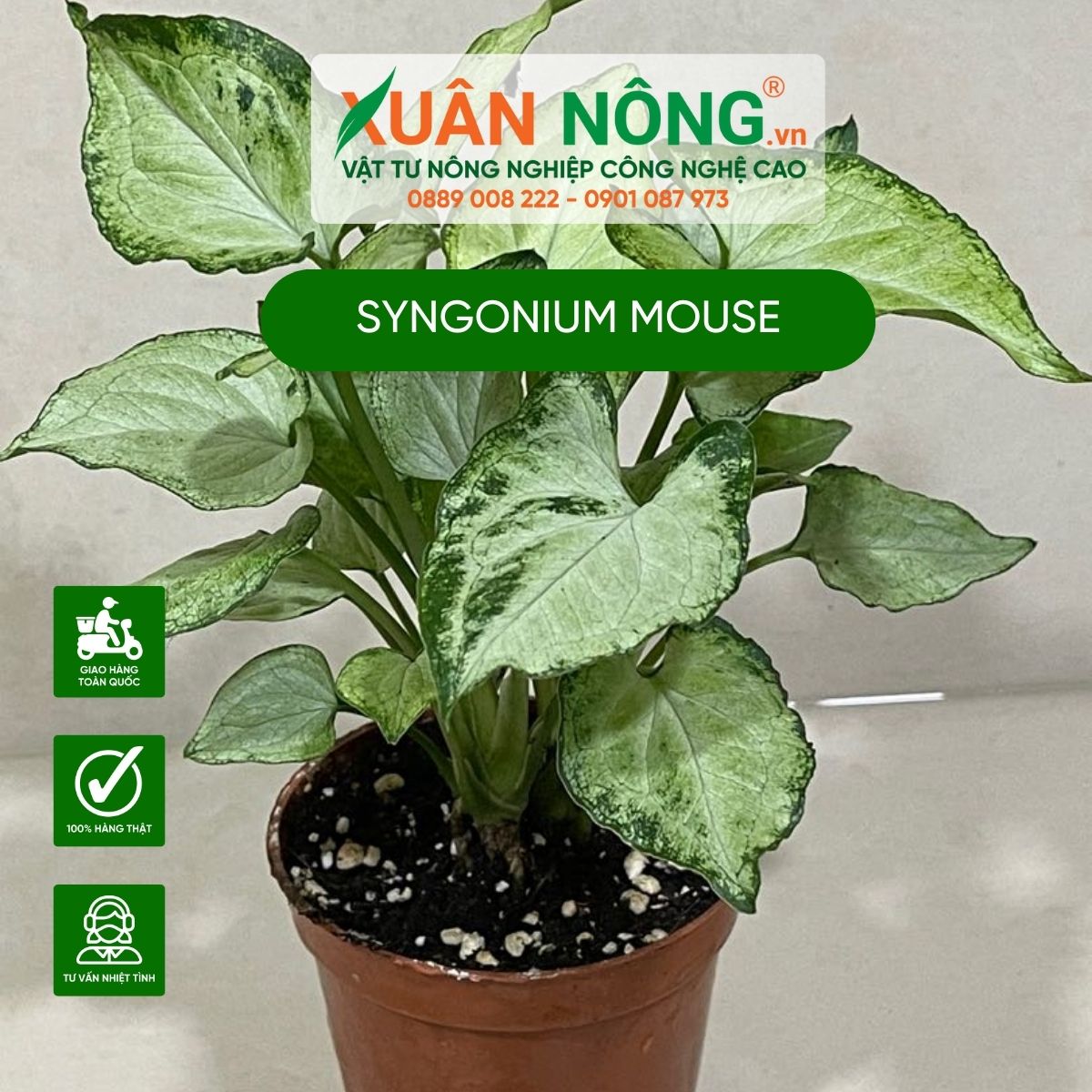 Syngonium-Mouse-3