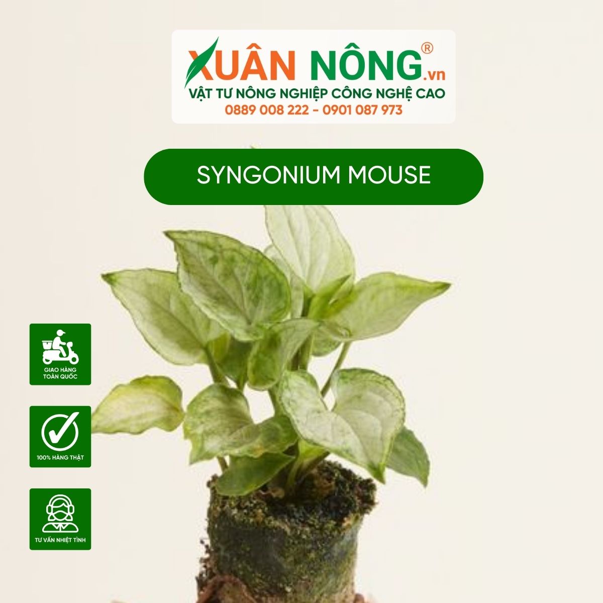 Syngonium-Mouse