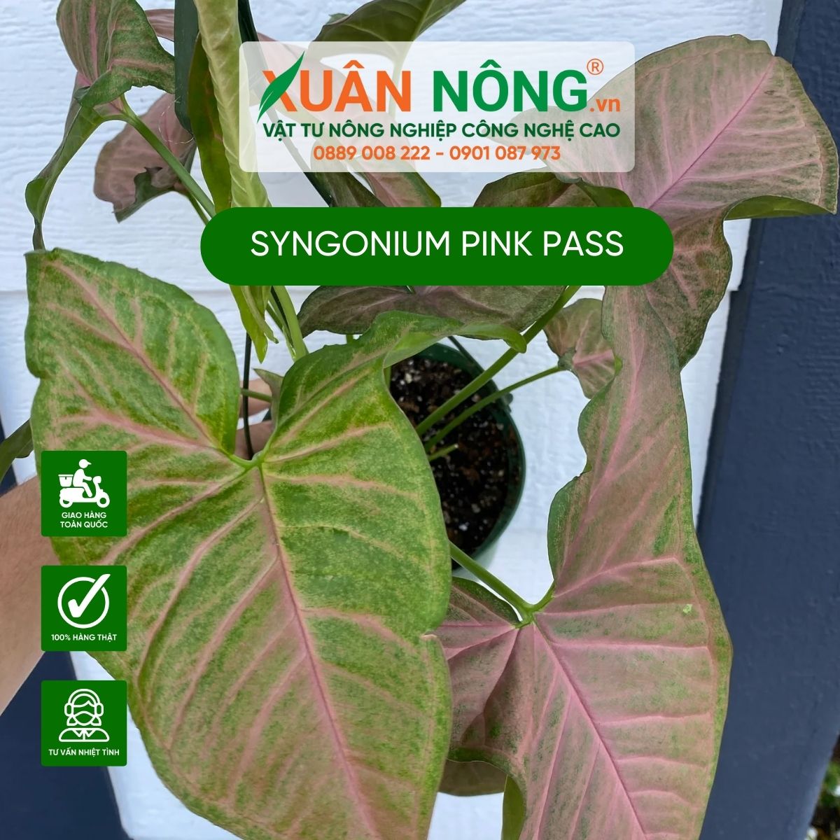 Syngonium-Pink-Pass-1