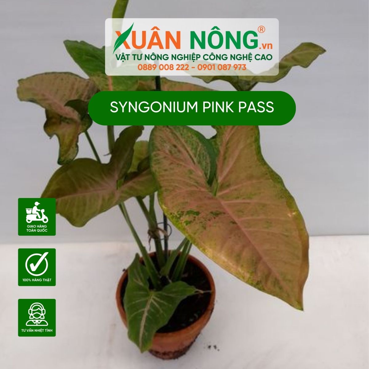 Syngonium-Pink-Pass-2