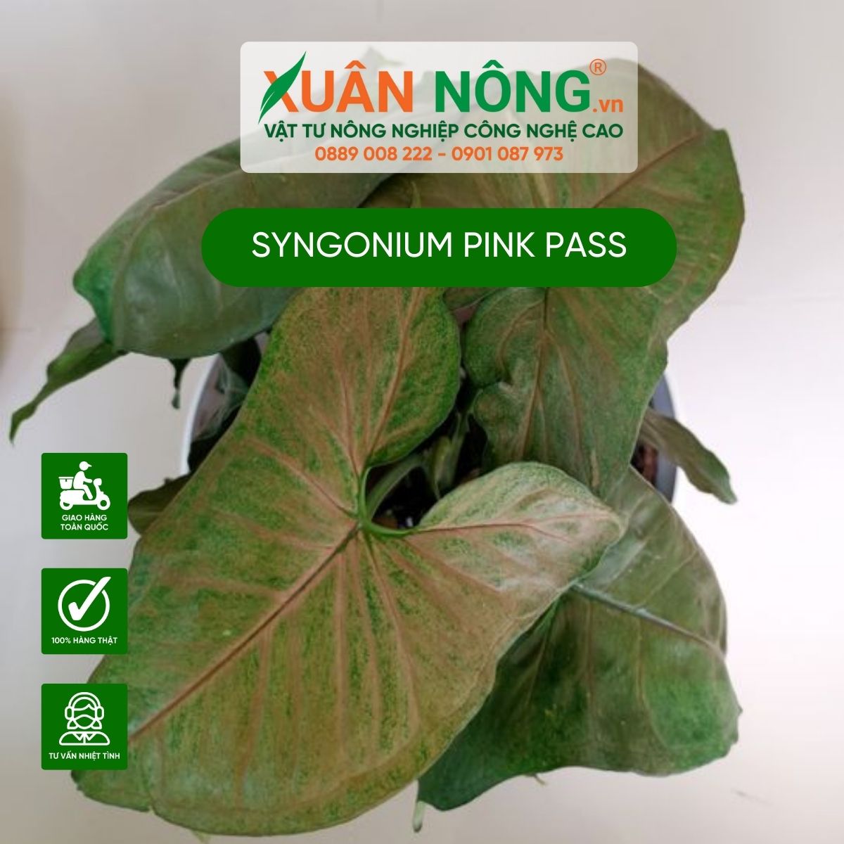 Syngonium-Pink-Pass-3