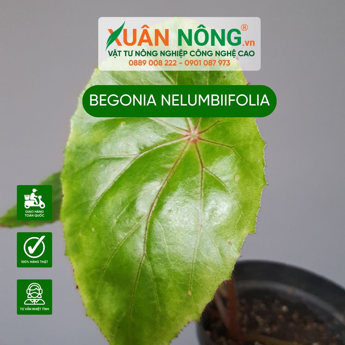 begonia-nelumbiifolia