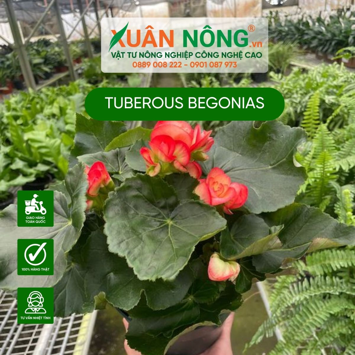 cac-dac-diem-Tuberous-begonias