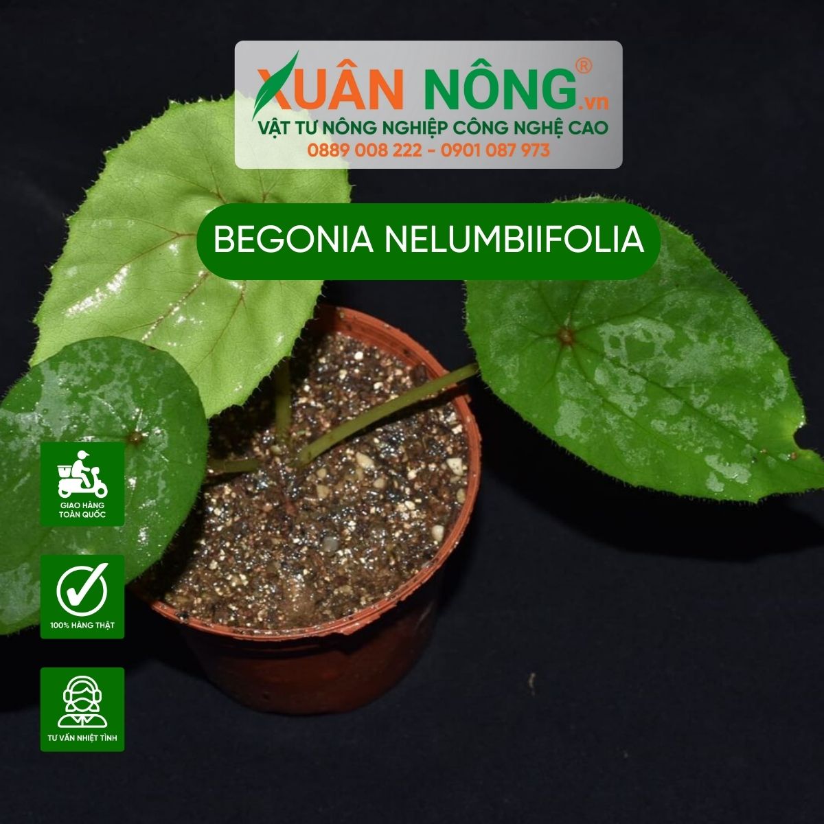 cac-dac-diem-begonia-nelumbiifolia