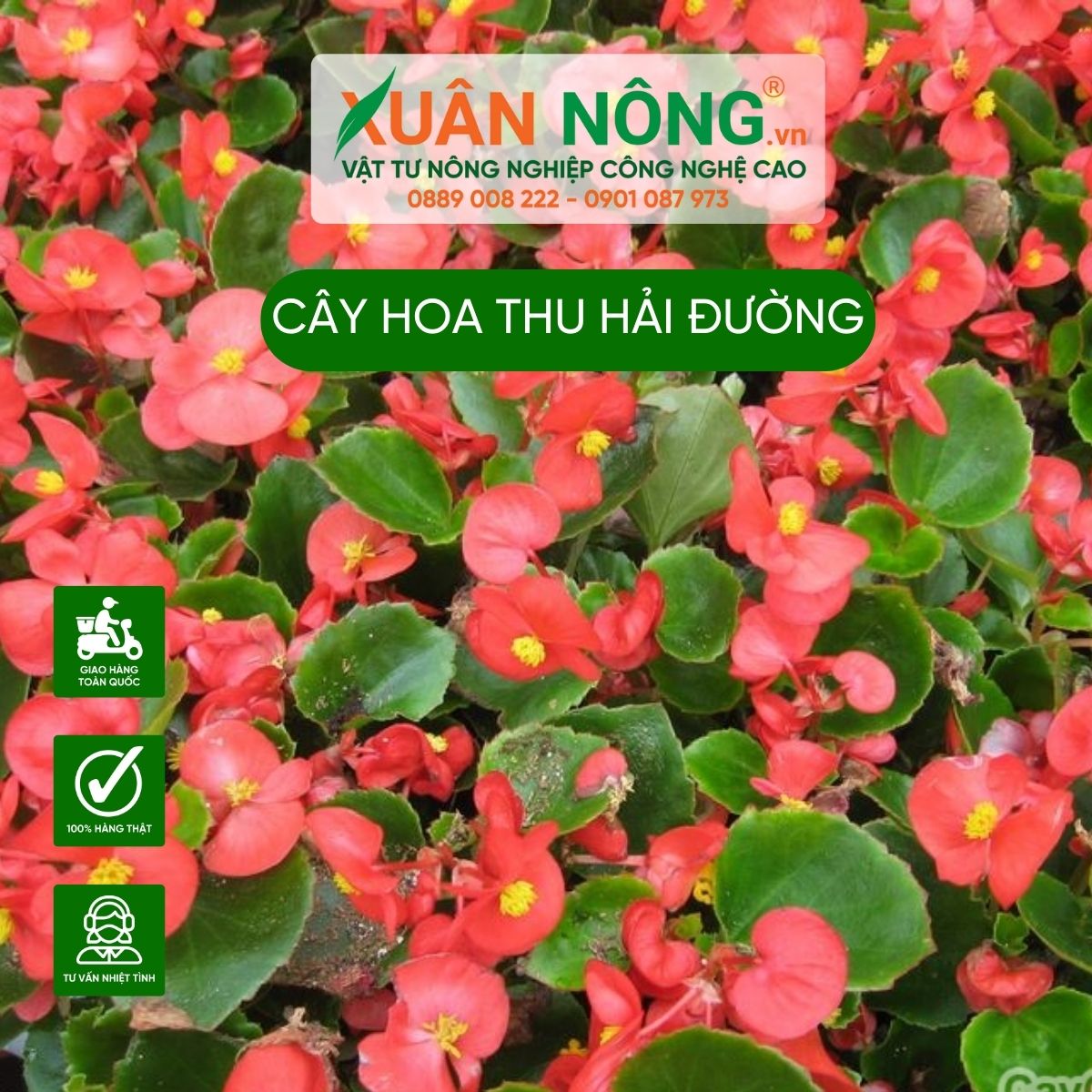 cac-dac-diem-cay-hoa-thu-hai-duong