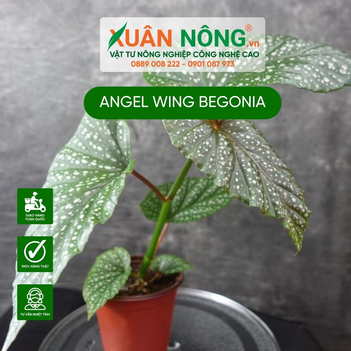 cach-cham-soc-Angel-Wing-Begonia