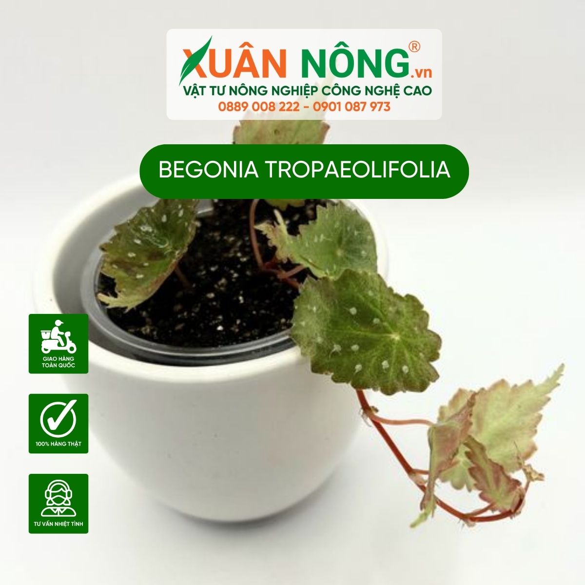 cach-cham-soc-Begonia-tropaeolifolia