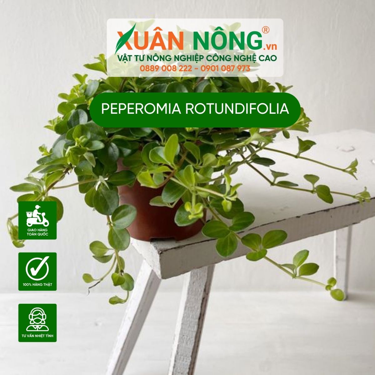 cach-cham-soc-Peperomia-rotundifolia