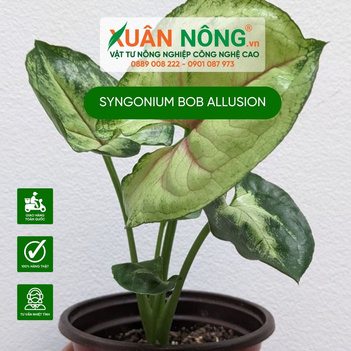 cach-cham-soc-Syngonium-Bob-Allusion