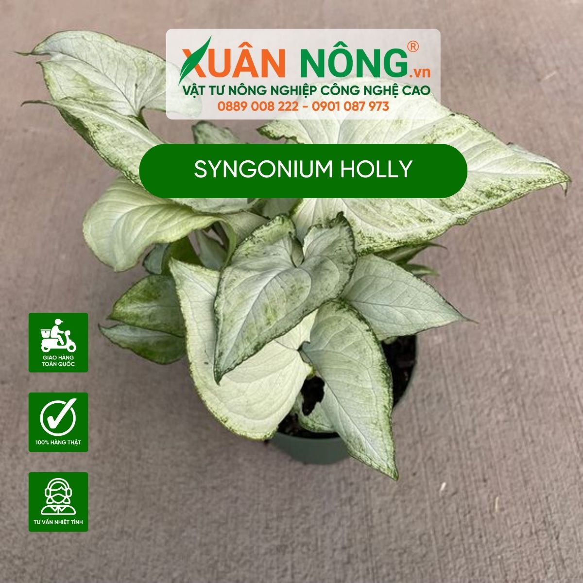 cach-cham-soc-Syngonium-Holly