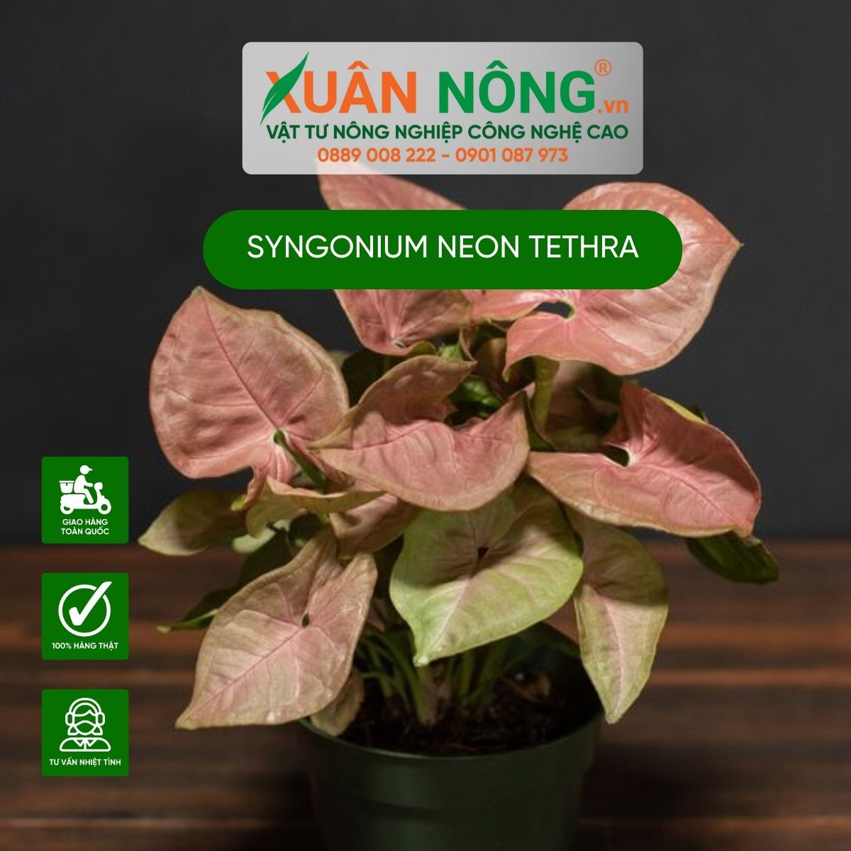 cach-cham-soc-Syngonium-Neon-Tethra