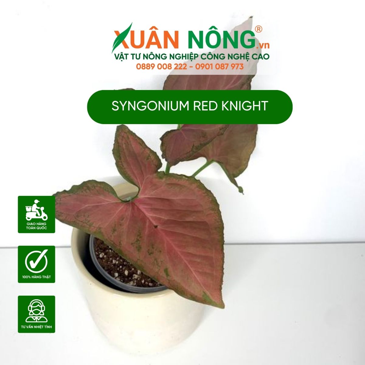 cach-cham-soc-Syngonium-Red-Knight