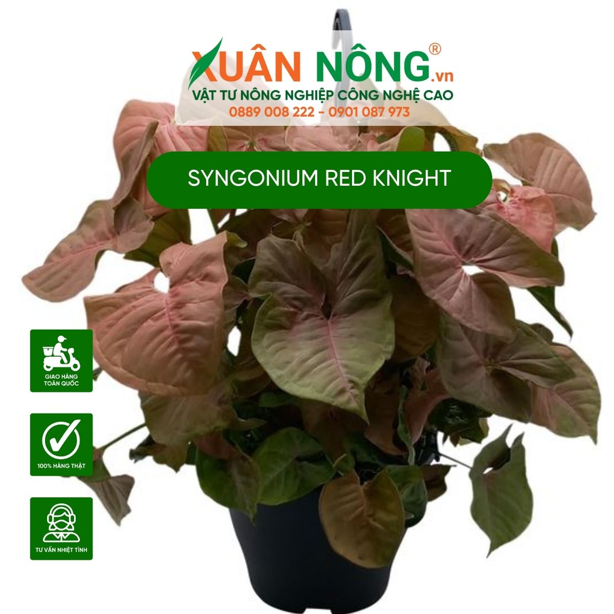 cach-cham-soc-cay-Syngonium-Red-Knight