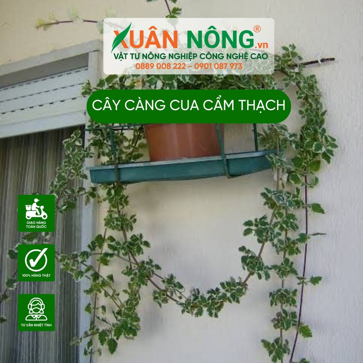 cach-cham-soc-cay-cang-cua-cam-thach