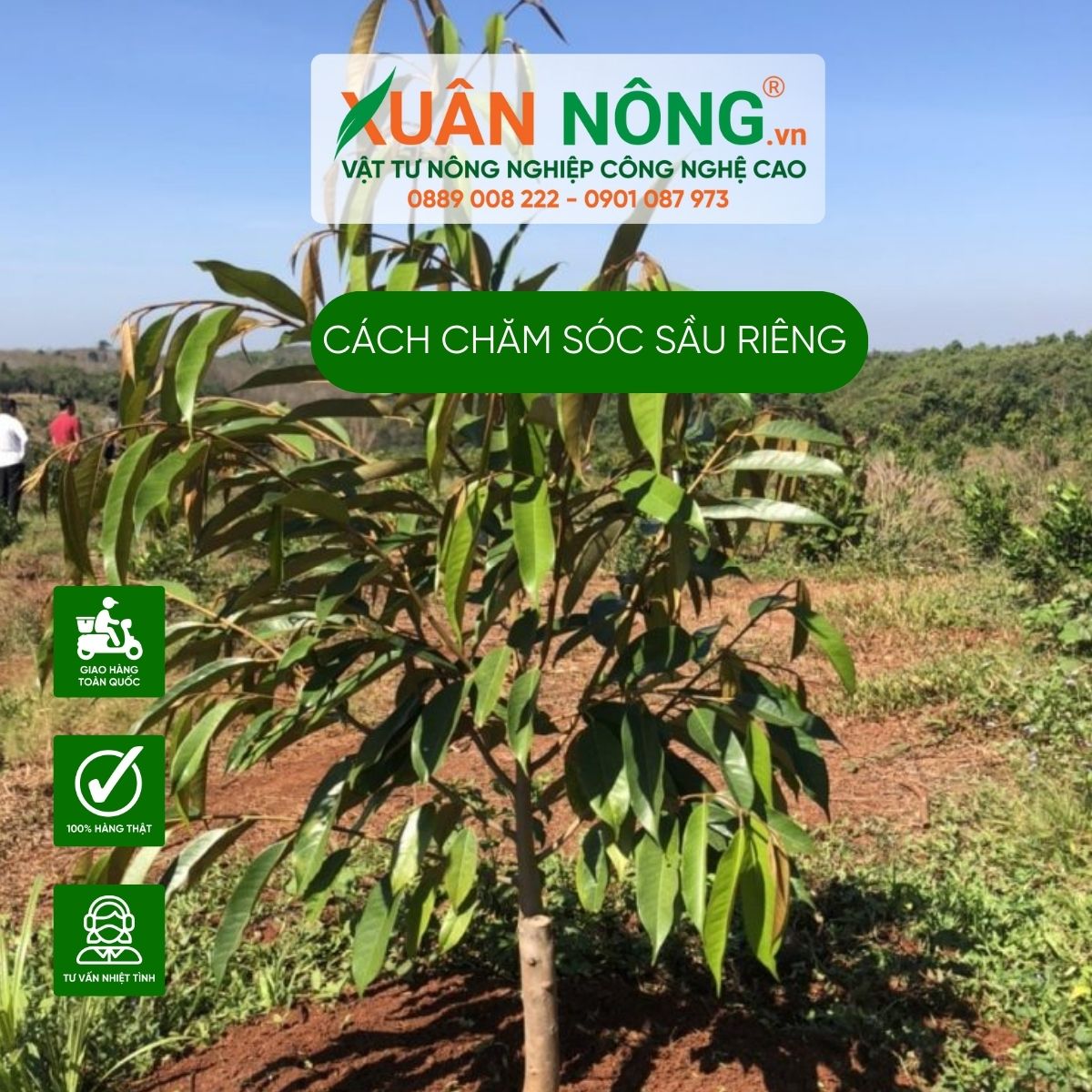 cach-cham-soc-sau-rieng-1-nam-tuoi