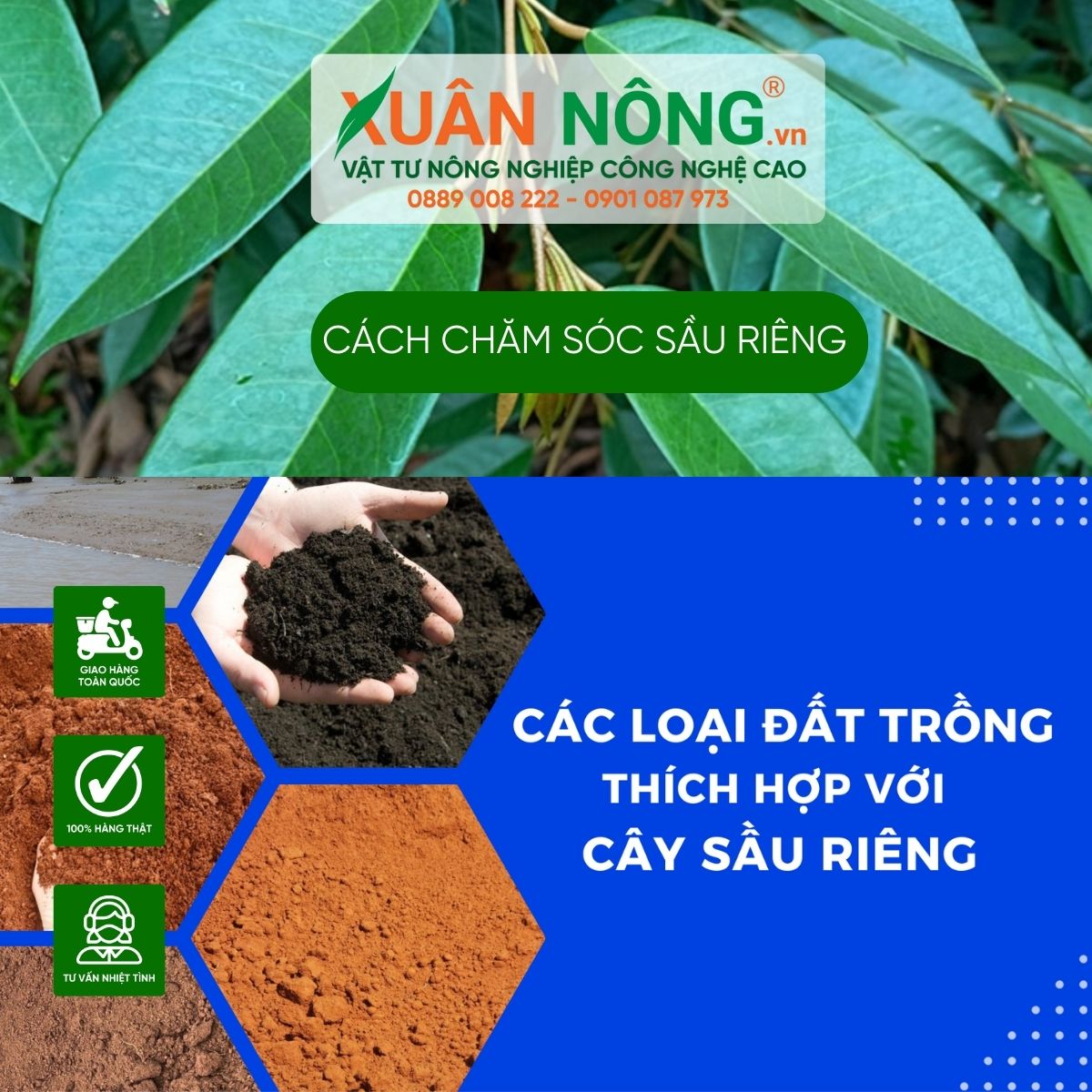 cach-cham-soc-sau-rieng-coi-dot-khong-dung-cach