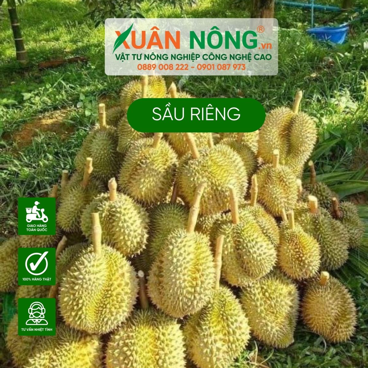 cach-cham-soc-sau-rieng-xanh-tot-nhieu-trai