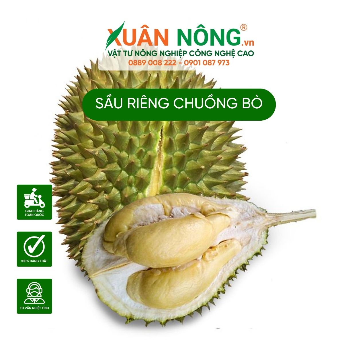 cach-chon-sau-rieng-chuong-bo-ngon