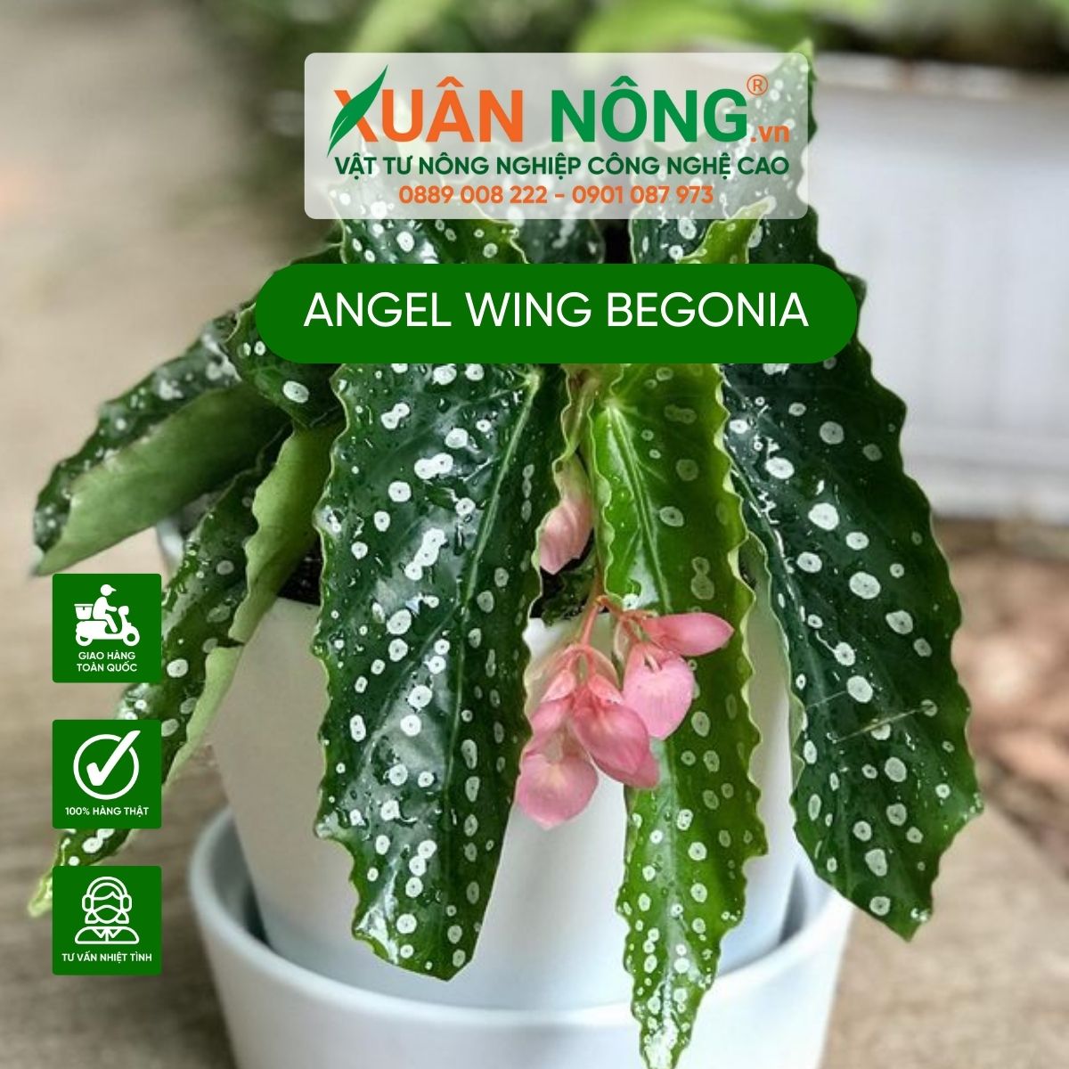 cach-trong-Angel-Wing-Begonia