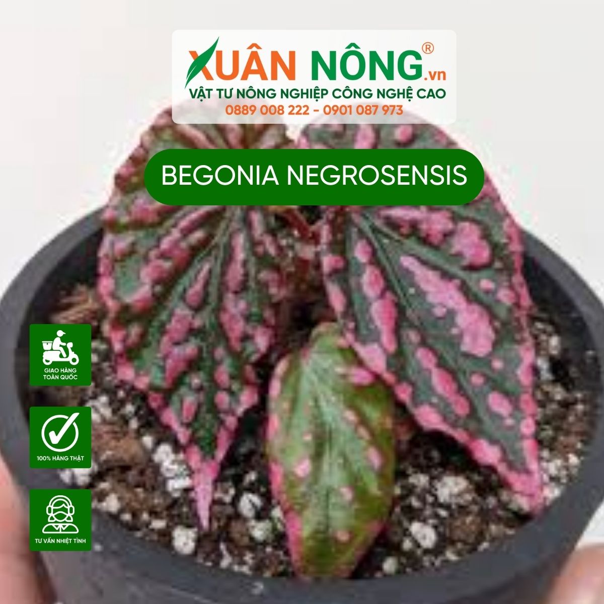 cach-trong-Begonia-Negrosensis