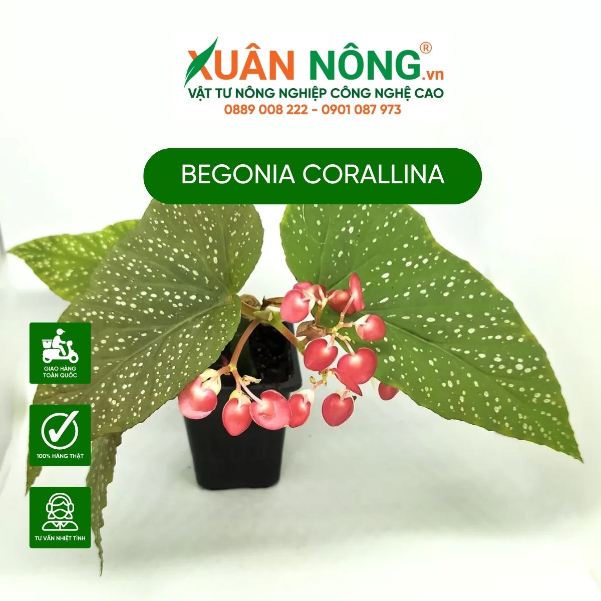 cach-trong-Begonia-corallina