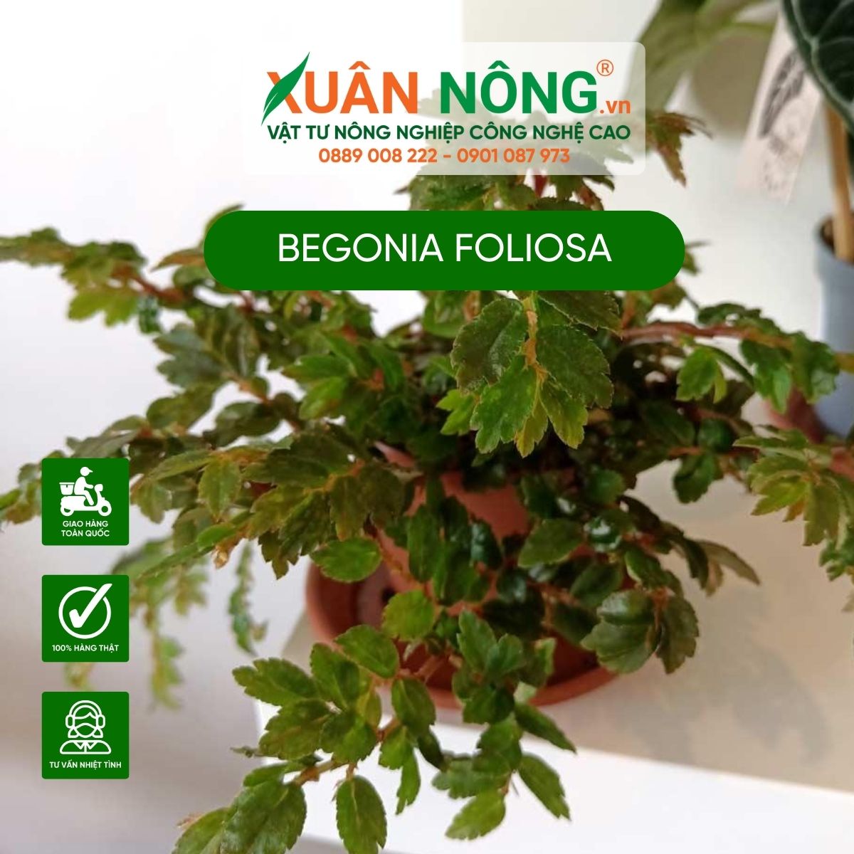 cach-trong-Begonia-foliosa