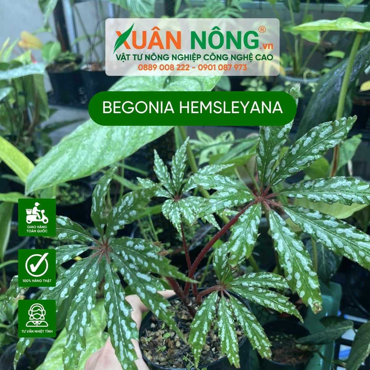 cach-trong-Begonia-hemsleyana