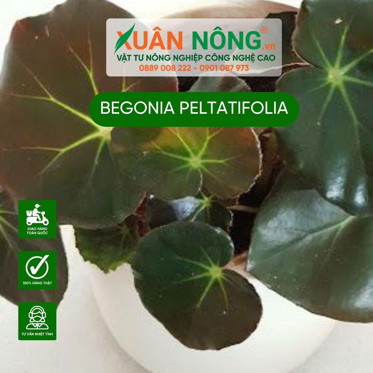 cach-trong-Begonia-peltatifolia