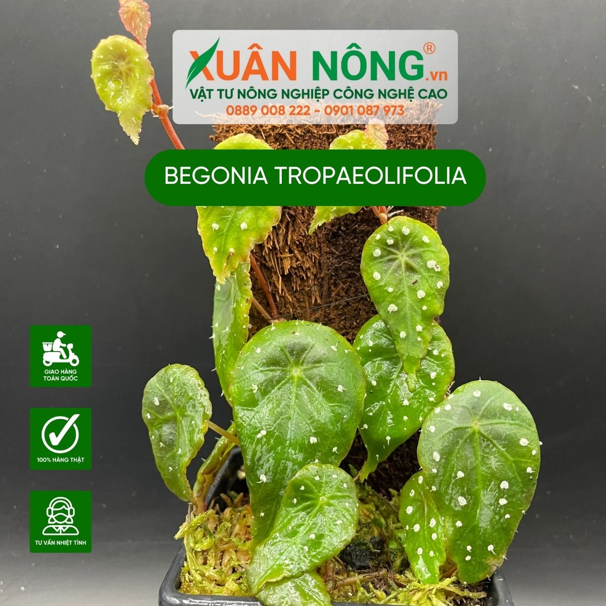 cach-trong-Begonia-tropaeolifolia