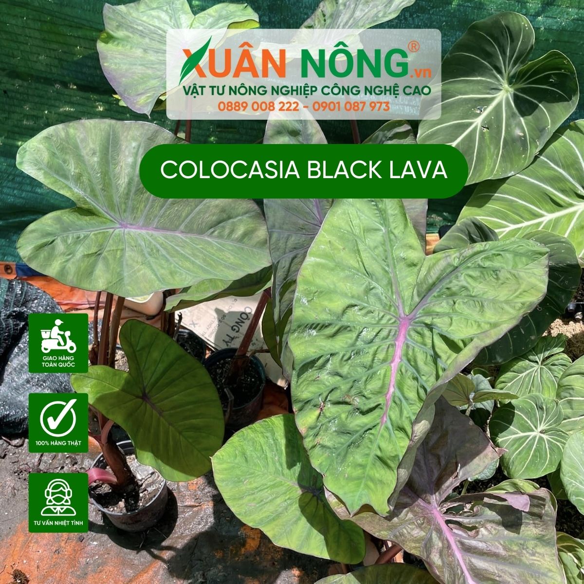 cach-trong-Colocasia-Black-Lava