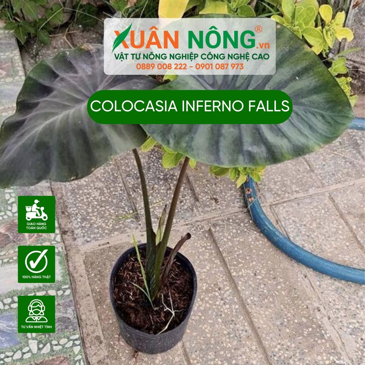 cach-trong-Colocasia-Inferno-falls