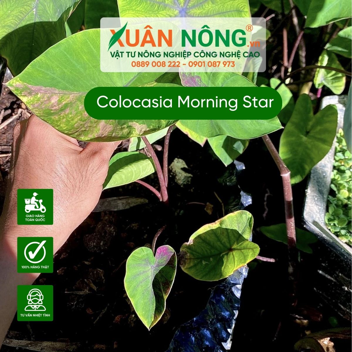 cach-trong-Colocasia-Morning-Star